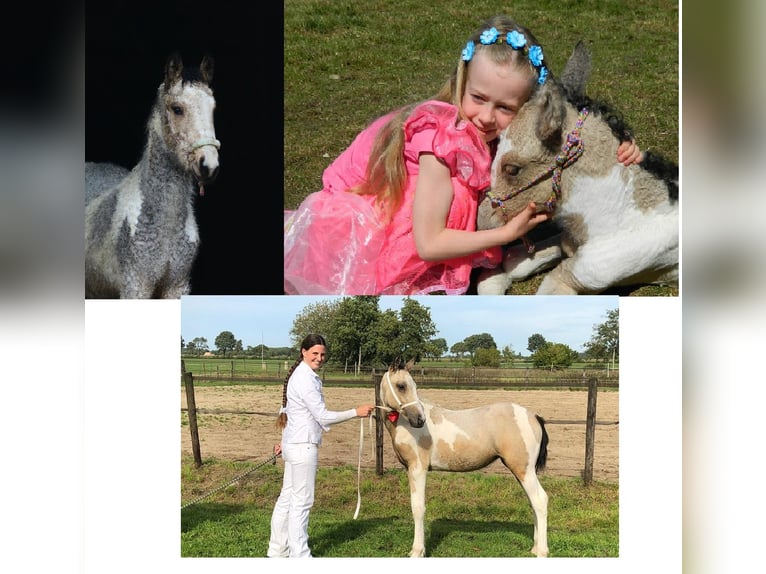 Cavallo Curly Giumenta 8 Anni 158 cm Falbo in Ruinenruinen