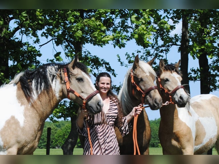 Cavallo Curly Giumenta 8 Anni 158 cm Falbo in Ruinenruinen
