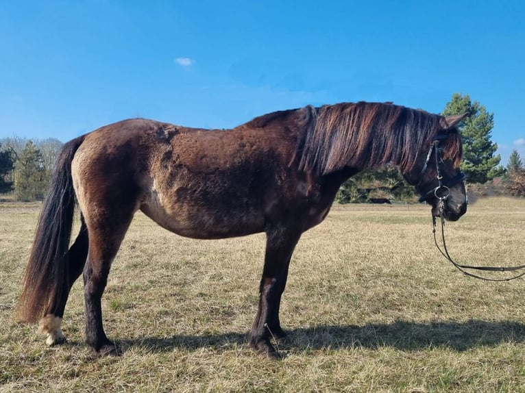 Cavallo Curly Mix Giumenta 9 Anni 135 cm Falbo in Oranienburg