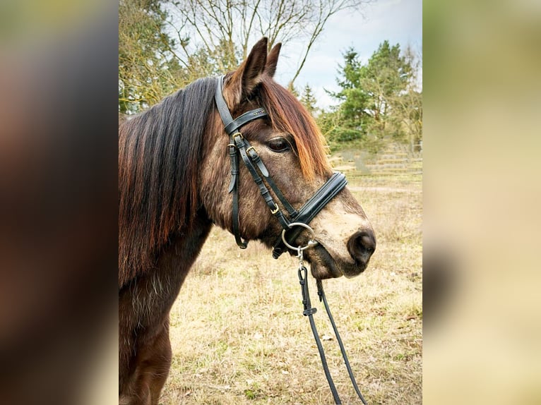 Cavallo Curly Mix Giumenta 9 Anni 135 cm Falbo in Oranienburg