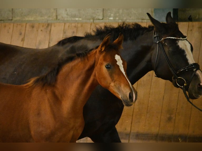Cavallo Curly Giumenta Puledri (04/2026) 148 cm Baio in Lippetal