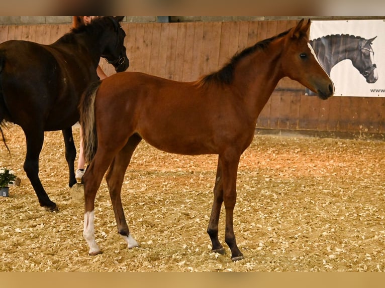 Cavallo Curly Giumenta Puledri (04/2026) 148 cm Baio in Lippetal