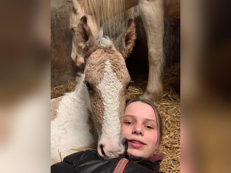 Cavallo Curly Giumenta Puledri (03/2026) 160 cm Falbo in Ruinen
