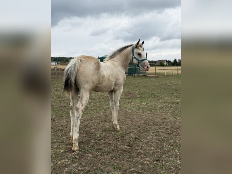 Cavallo Curly Mix Giumenta Puledri (04/2026) 160 cm Pelle di daino in Prague