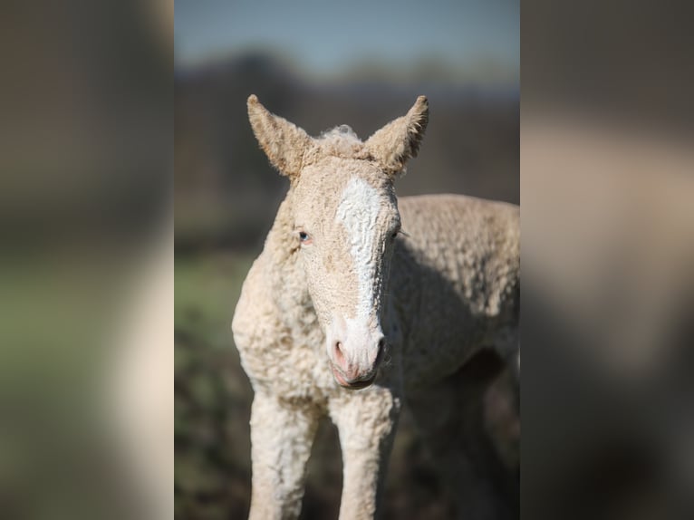 Cavallo Curly Giumenta Puledri (01/2025) Champagne in Cuzieu