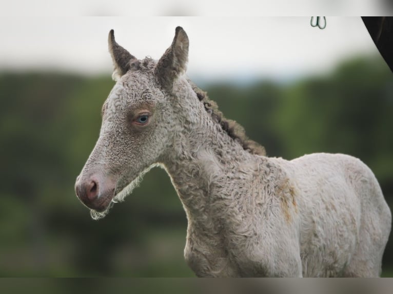 Cavallo Curly Giumenta Puledri (01/2025) Champagne in Cuzieu