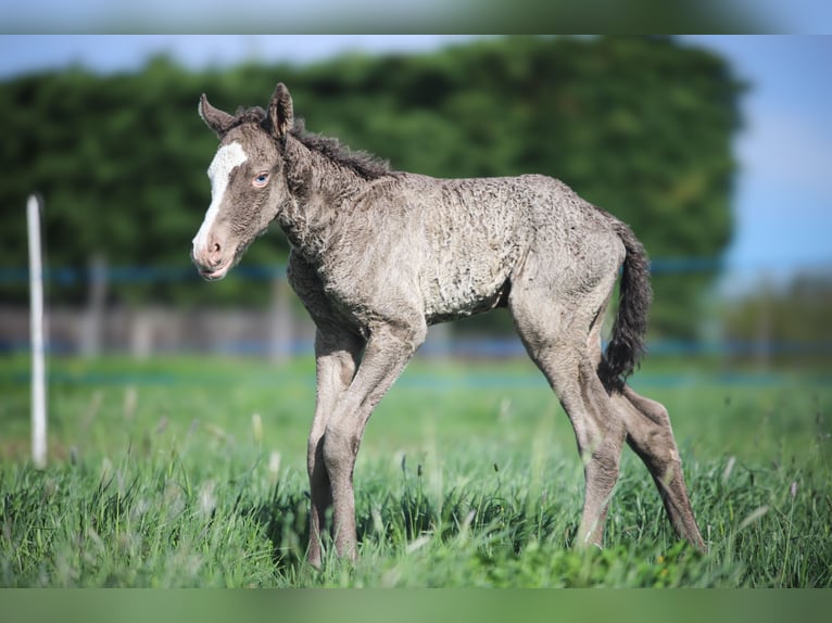Cavallo Curly Giumenta Puledri (01/2025) Champagne in Cuzieu