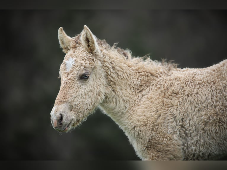 Cavallo Curly Giumenta Puledri (01/2025) Champagne in Cuzieu