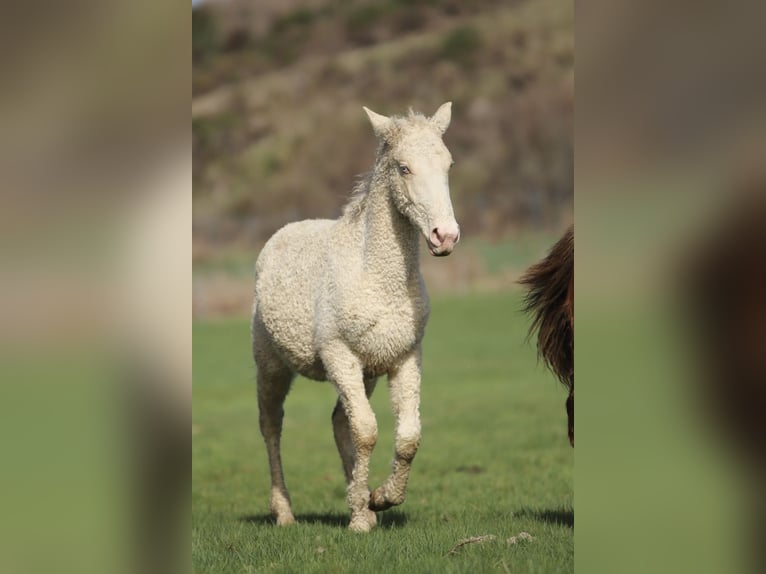 Cavallo Curly Stallone 1 Anno 145 cm Overo-tutti i colori in Chambœuf