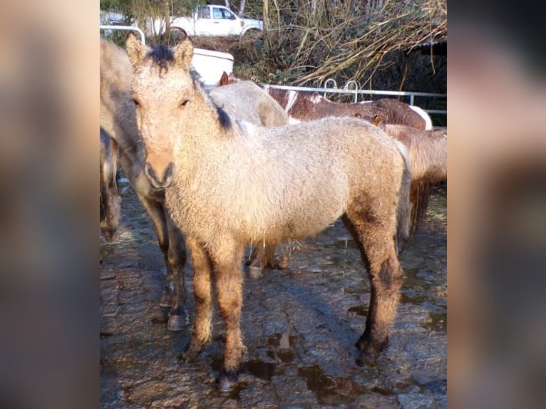 Cavallo Curly Stallone 1 Anno 145 cm Pelle di daino in Arnbruck