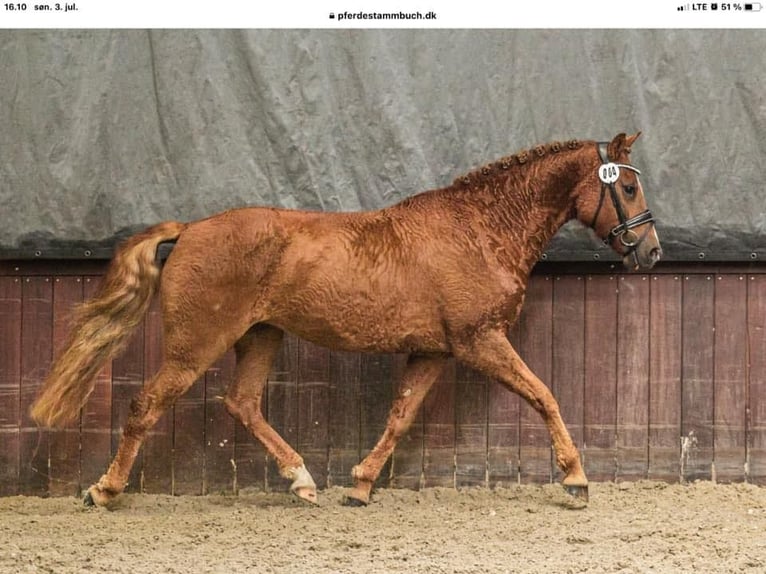 Cavallo Curly Stallone 1 Anno 148 cm Tobiano-tutti i colori in Storvorde