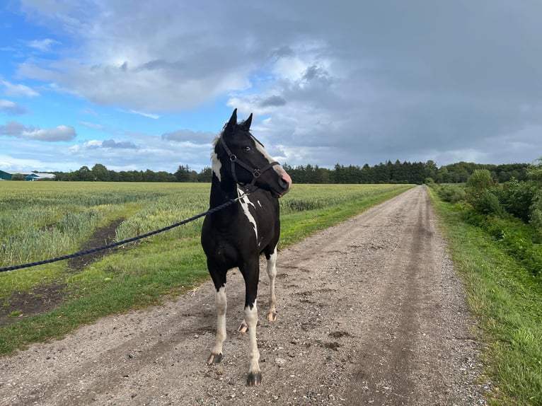 Cavallo Curly Stallone 1 Anno 148 cm Tobiano-tutti i colori in Storvorde