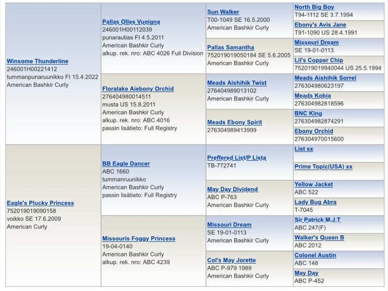 Cavallo Curly Stallone 1 Anno 160 cm Sauro scuro in Muurame