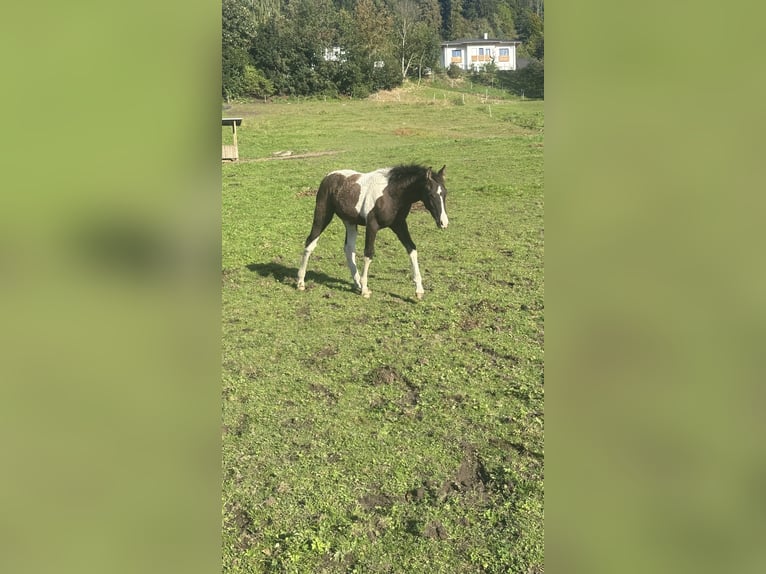 Cavallo Curly Stallone 1 Anno 160 cm Tobiano-tutti i colori in Freyung