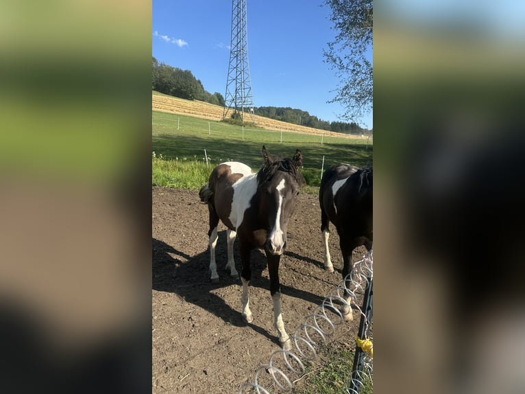 Cavallo Curly Stallone 1 Anno 160 cm Tobiano-tutti i colori in Freyung