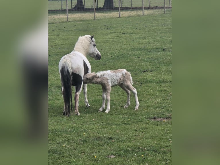 Cavallo Curly Stallone 1 Anno 90 cm Palomino in Ruinen