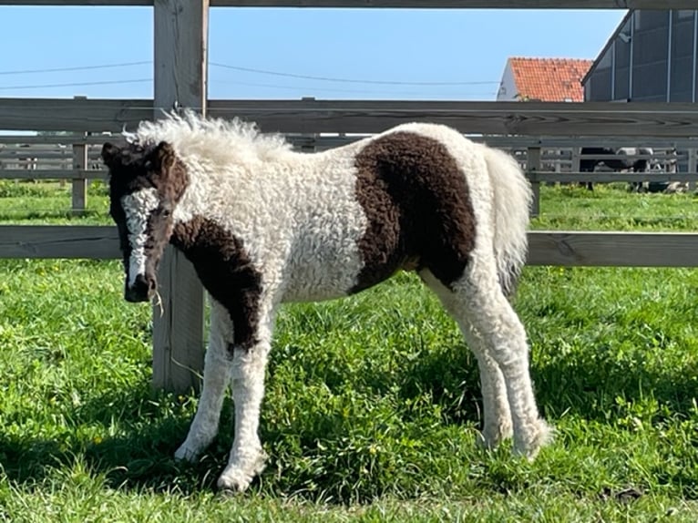 Cavallo Curly Stallone 2 Anni 110 cm Tobiano-tutti i colori in Deinze