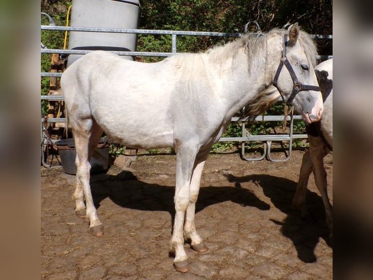 Cavallo Curly Mix Stallone 2 Anni 147 cm Può diventare grigio in Arnbruck