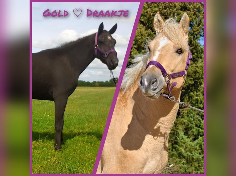 Cavallo Curly Stallone 2 Anni 150 cm Falbo in Ruinen