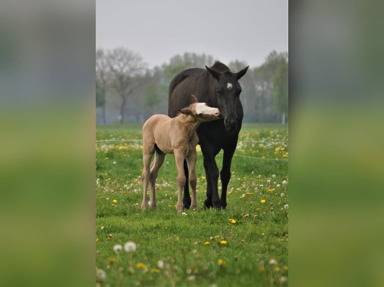 Cavallo Curly Stallone 2 Anni 150 cm Falbo in Ruinen