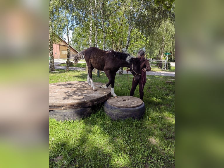 Cavallo Curly Stallone 2 Anni 152 cm Tobiano-tutti i colori in Bennin