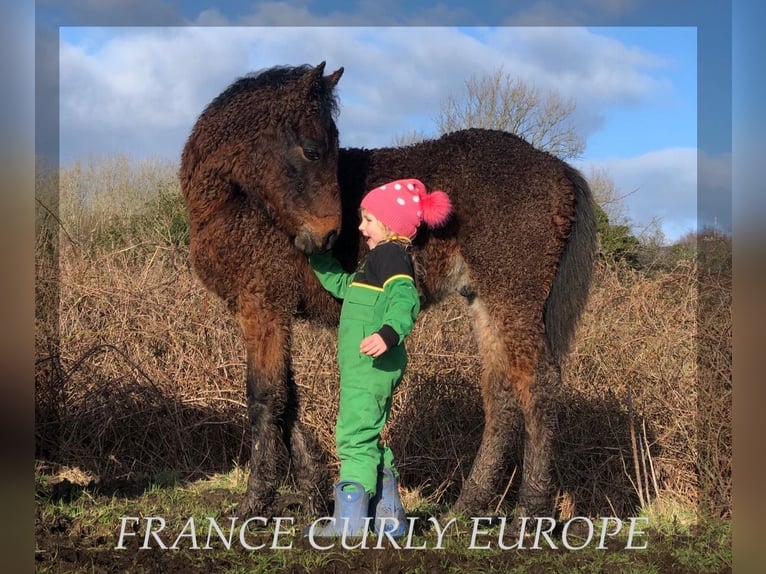 Cavallo Curly Stallone 2 Anni 155 cm Baio ciliegia in Oughterard - Co Galway