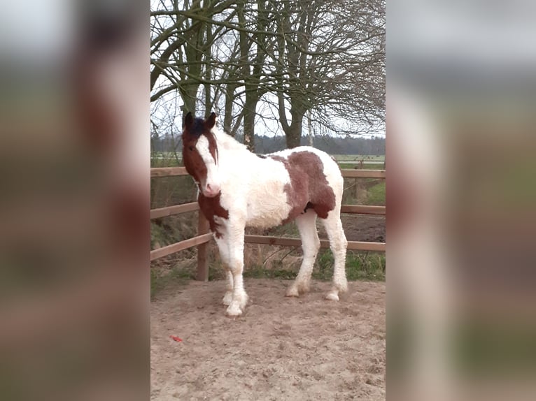 Cavallo Curly Stallone 2 Anni 165 cm Pezzato in ruinen