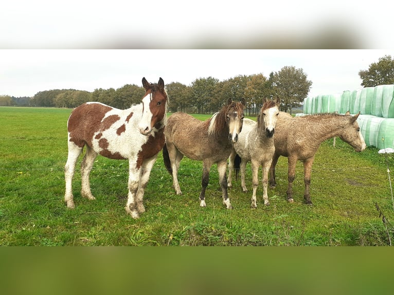 Cavallo Curly Stallone 2 Anni 165 cm Pezzato in ruinen