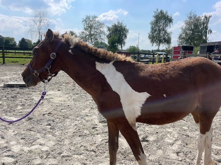Cavallo Curly Stallone 3 Anni 135 cm  in GROTE-BROGEL