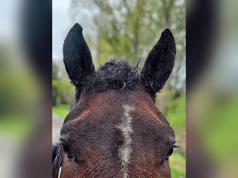 Cavallo Curly Stallone 3 Anni 145 cm Pezzato in Wijdewormer