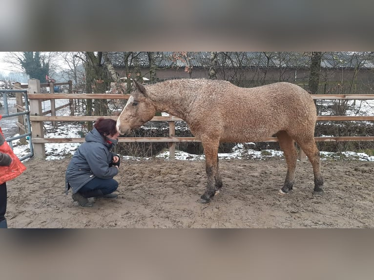 Cavallo Curly Stallone 3 Anni 150 cm Falbo in Ruinen