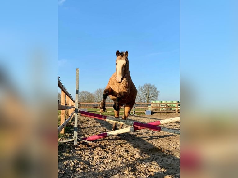 Cavallo Curly Stallone 3 Anni 150 cm Falbo in Ruinen