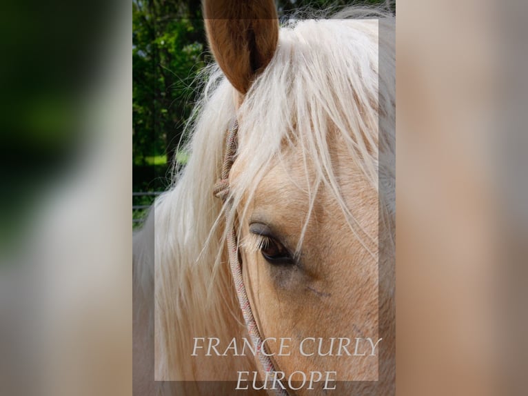 Cavallo Curly Stallone 3 Anni 150 cm Palomino in FRANCE