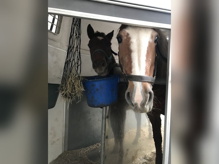 Cavallo Curly Stallone 3 Anni 155 cm Sauro ciliegia in Stenløse