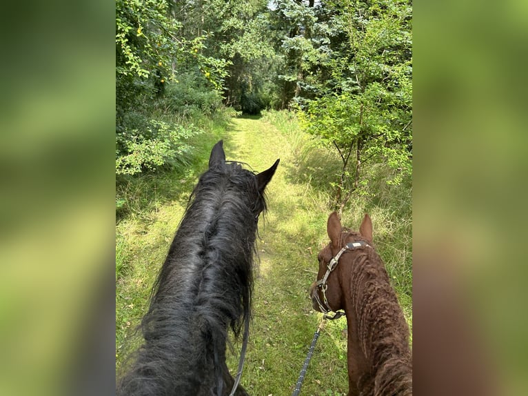 Cavallo Curly Stallone 3 Anni 155 cm Sauro ciliegia in Stenløse