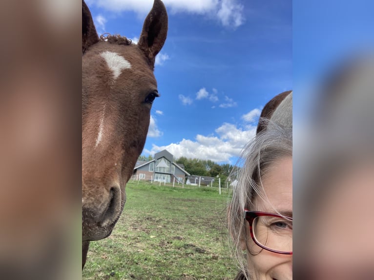 Cavallo Curly Stallone 3 Anni 155 cm Sauro ciliegia in Stenløse