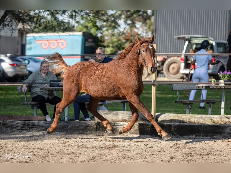 Cavallo Curly Stallone 3 Anni 155 cm Sauro ciliegia in Stenløse