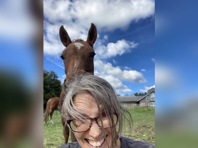 Cavallo Curly Stallone 3 Anni 155 cm Sauro ciliegia in Stenløse