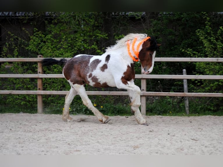Cavallo Curly Stallone 3 Anni 162 cm Pezzato in Ruinen