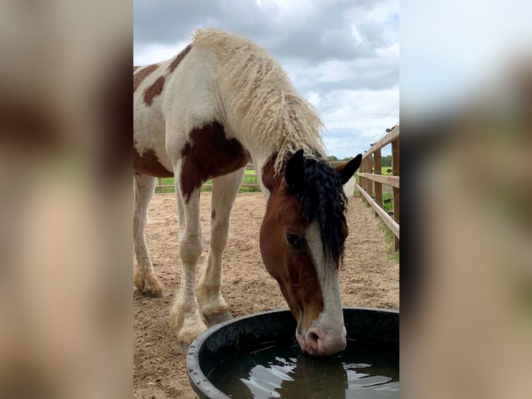 Cavallo Curly Stallone 3 Anni 162 cm Pezzato in Ruinen