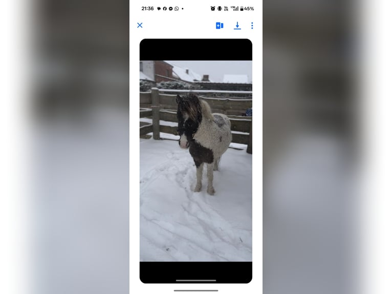 Cavallo Curly Stallone 5 Anni 97 cm Tobiano-tutti i colori in Wellen