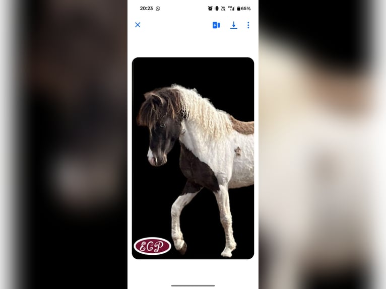 Cavallo Curly Stallone 5 Anni 97 cm Tobiano-tutti i colori in Wellen