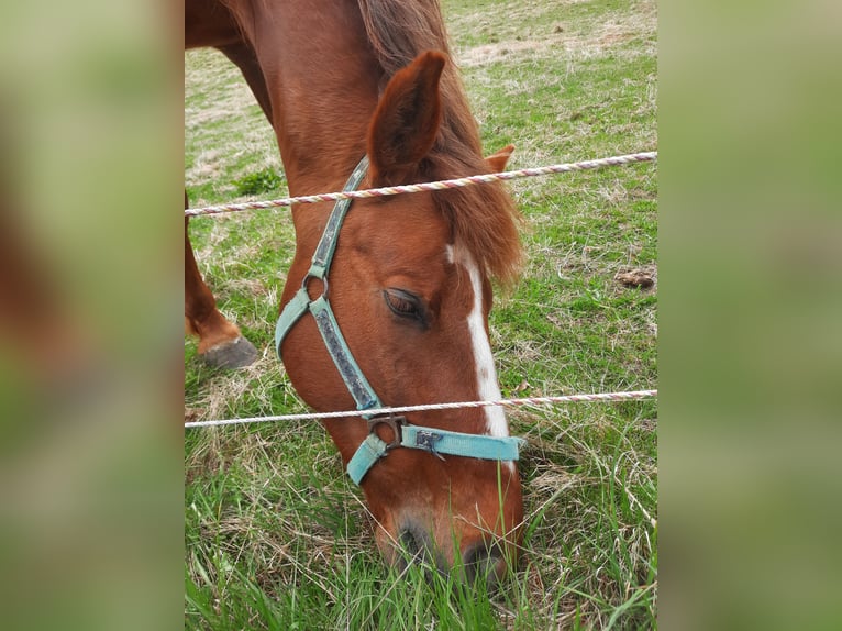 Cavallo Curly Stallone 8 Anni 150 cm Sauro in Schönwalde am Bungsberg