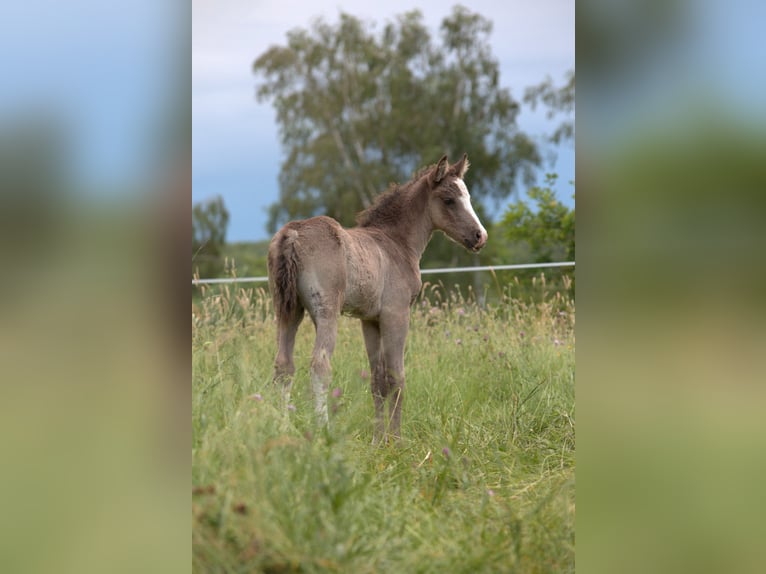 Cavallo Curly Stallone Puledri (05/2026) 150 cm Morello in Phalsbourg