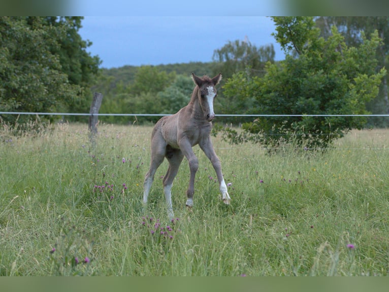 Cavallo Curly Stallone Puledri (05/2026) 150 cm Morello in Phalsbourg