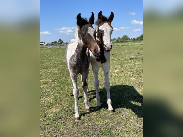 Cavallo Curly Stallone Puledri
 (06/2024) 150 cm Roano blu in Skærbæk