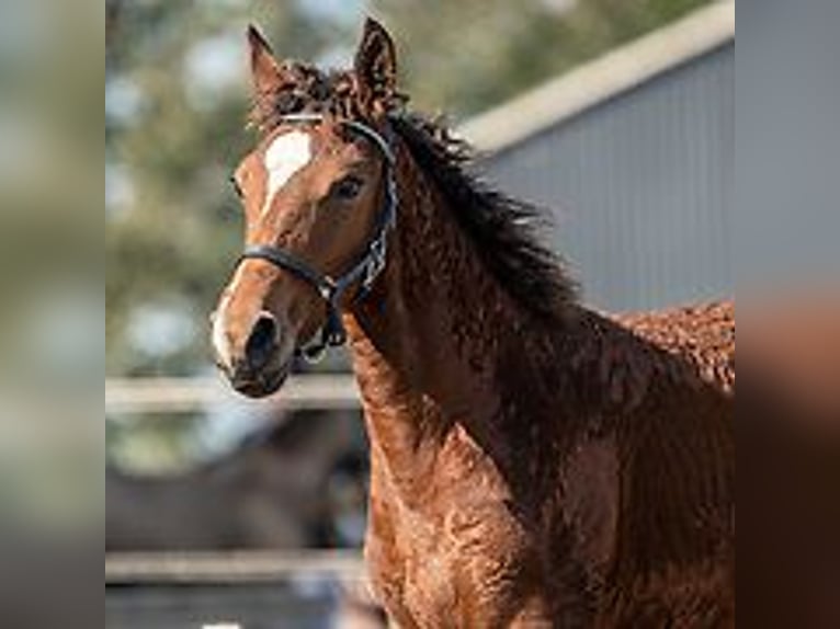 Cavallo Curly Stallone Puledri (06/2024) 150 cm Roano blu in Skærbæk