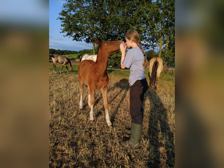 Cavallo Curly Stallone Puledri (05/2026) 155 cm Baio in Ruinen