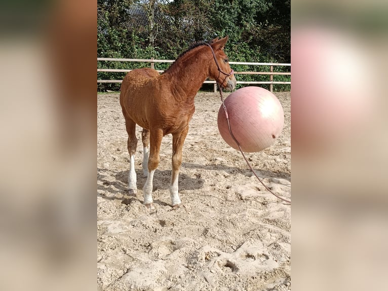 Cavallo Curly Stallone Puledri (05/2026) 155 cm Baio in Ruinen