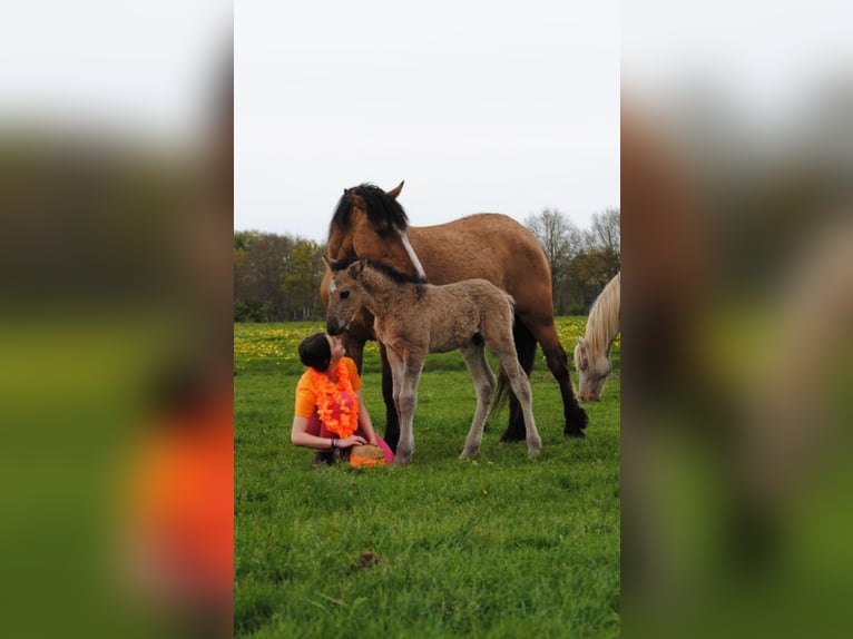 Cavallo Curly Stallone Puledri (04/2026) 155 cm Grullo in Ruinen